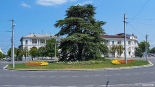 Кедр на площади Ушакова