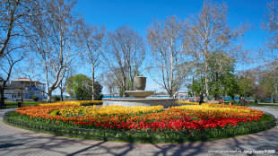Тюльпаны у фонтана