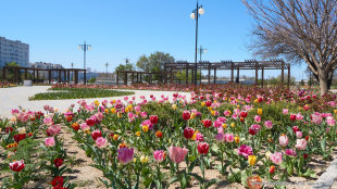 Тюльпаны в парке Победы