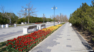 Тюльпаны на центральной аллее парка Победы