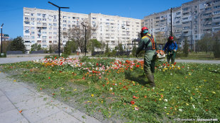 Севастопольские газонокосильщики косят тюльпаны