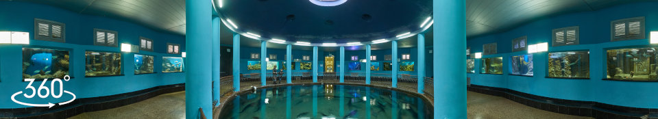 Аквариум Севастополь - зал № 2 центральный бассейн, коллекция обитателей Черного моря
