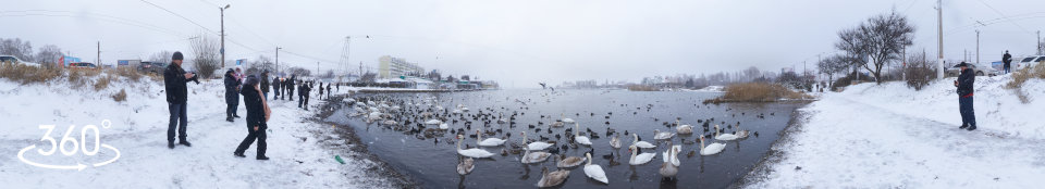 Лебеди и другие перелётные птицы на зимовке в бухте Омега